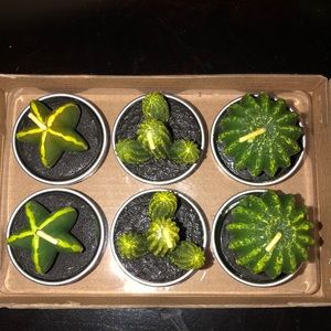 Unscented Cactus Candles